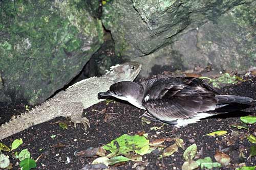 Shearwater and tuatara