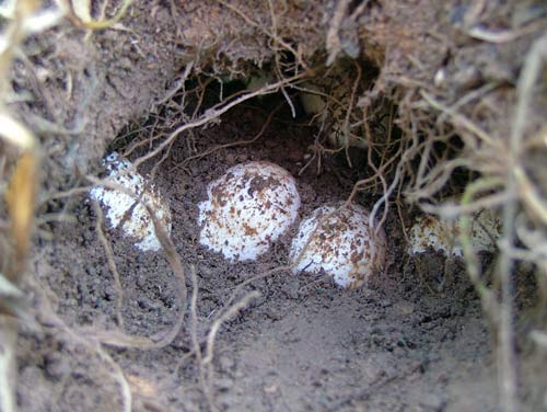 Eggs 