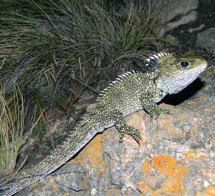 Tuatara species