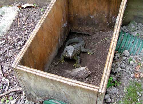 Tuatara shelter