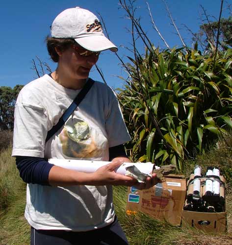 Releasing tuatara