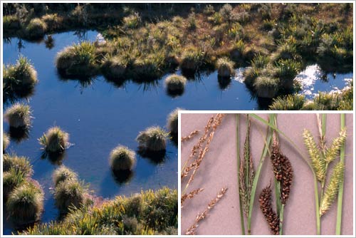 Tussock sedge