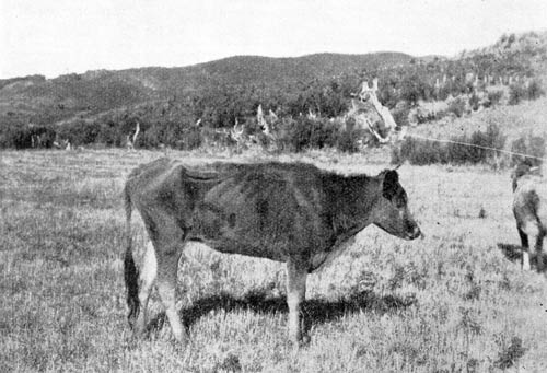 Cow with ‘bush sickness’