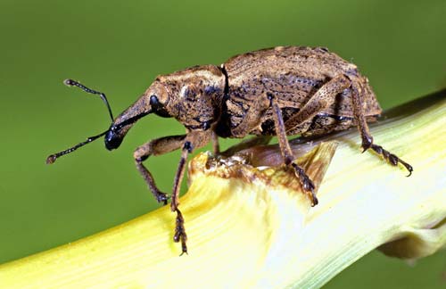 Coxella weevil 