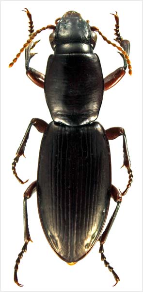 Bounty Islands ground beetle 