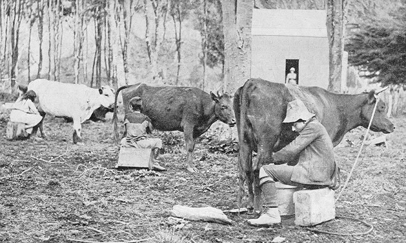 Milking time