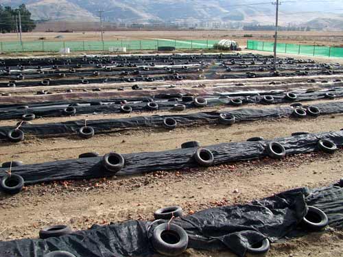 Worm farm