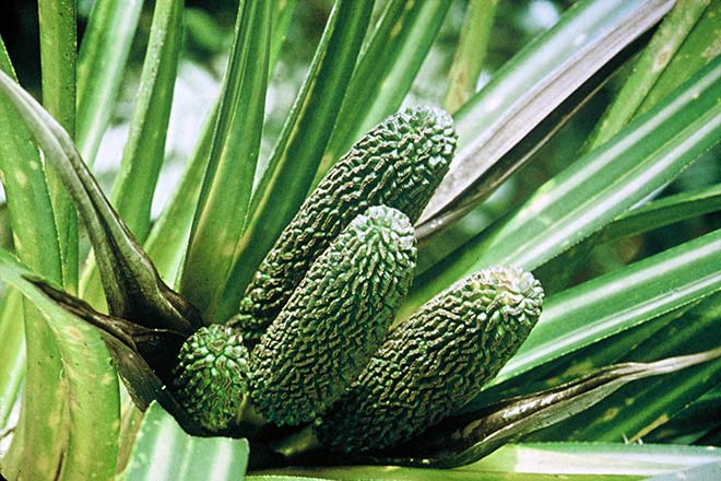 Tāwhara