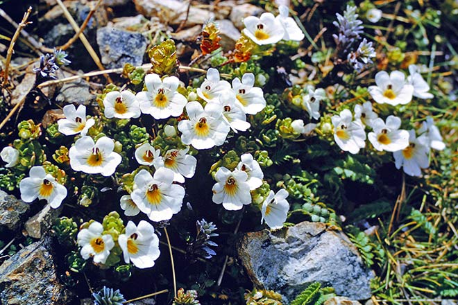 Tūtae-kiore (eyebright)