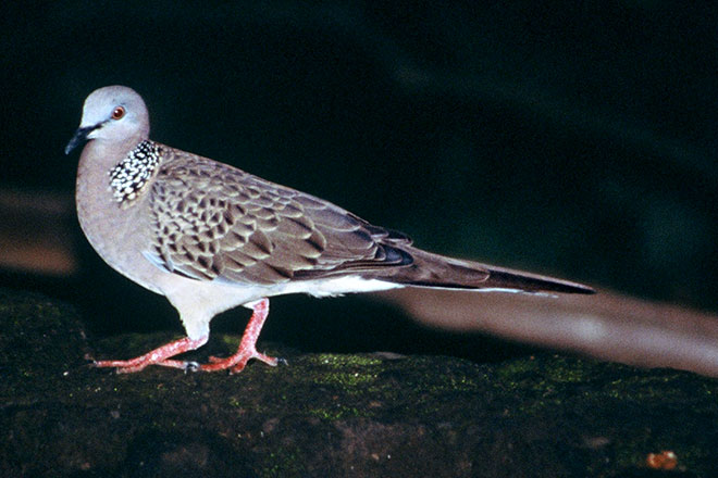 Spotted dove