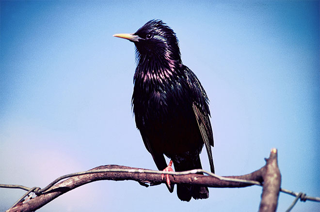Male starling