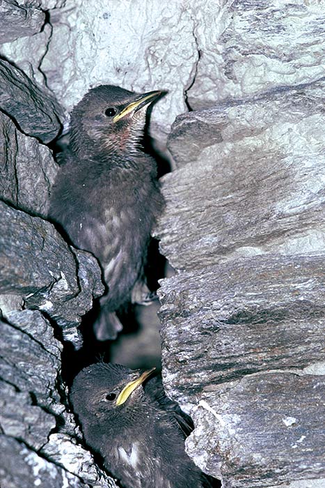 Starling chicks