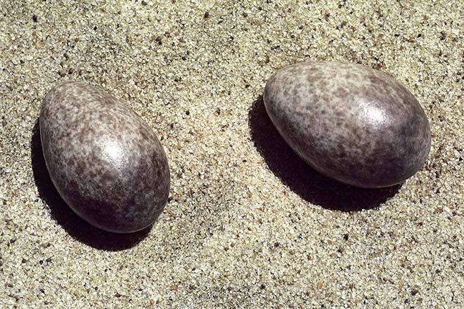 Skylark eggs