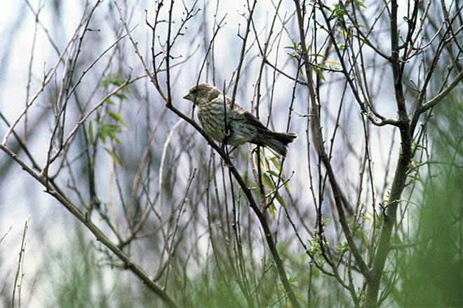 Female house sparrow