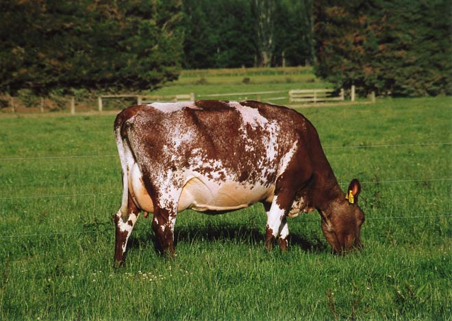Dairy Shorthorn