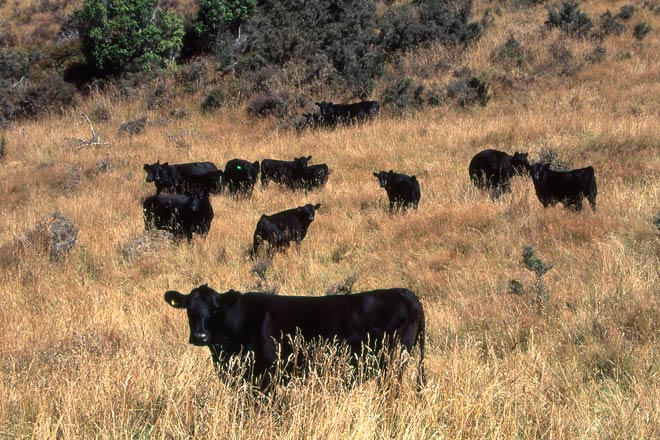 Modern Angus cattle
