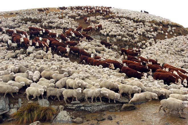 Herefords and Merinos being mustered