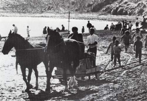 Horse and sled 