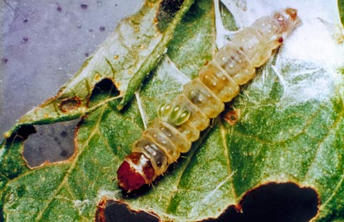 Brownheaded leafroller caterpillar