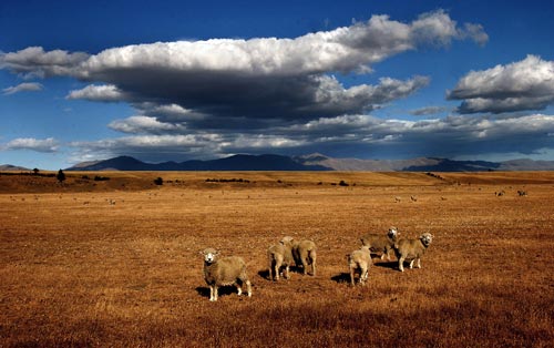 Central Otago drought, 2003