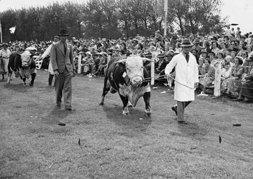 Bull parade