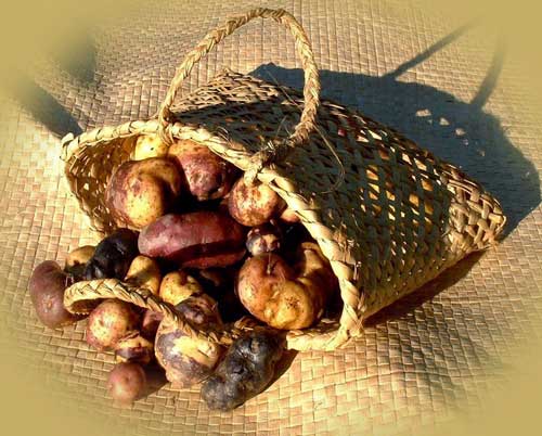 Māori potatoes