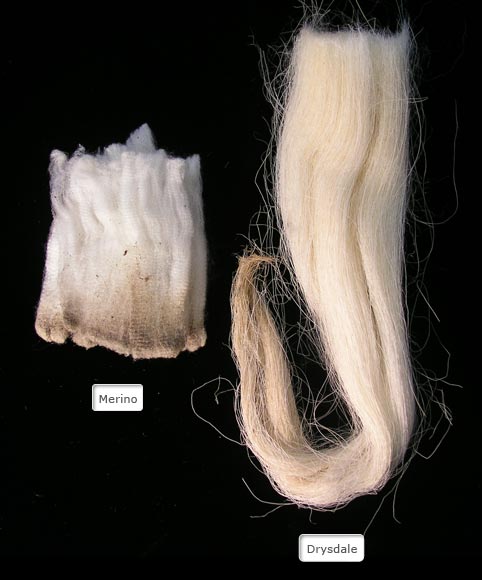 Drysdale and Merino wools