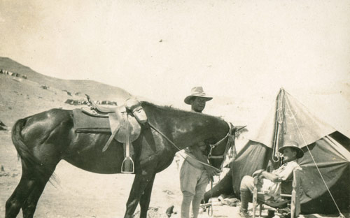 Horses in the First World War