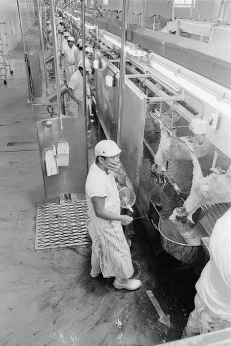 Halal slaughter