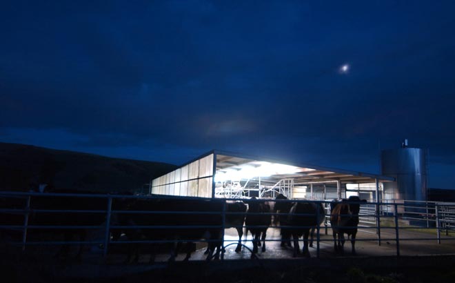 Early morning milking