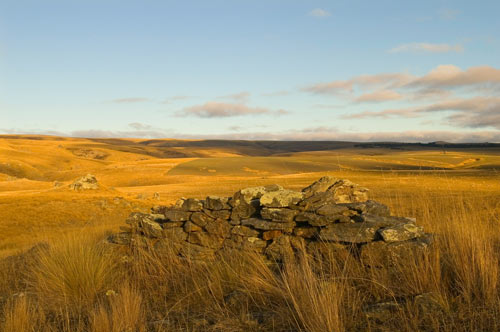 Central Otago tussock