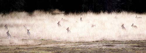 Rabbits