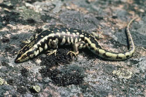 Otago skink