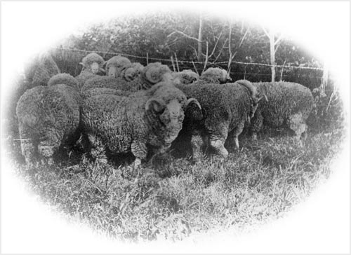 Shennan's merinos
