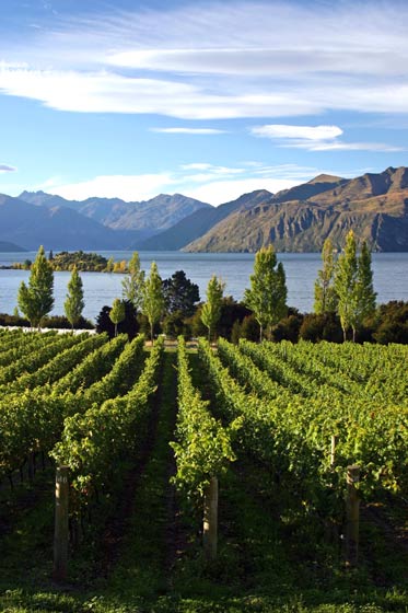 Rippon Vineyard, Wānaka