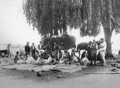 Bay of Islands shearing gang.