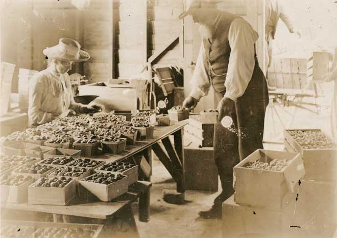 Strawberries for the Auckland market