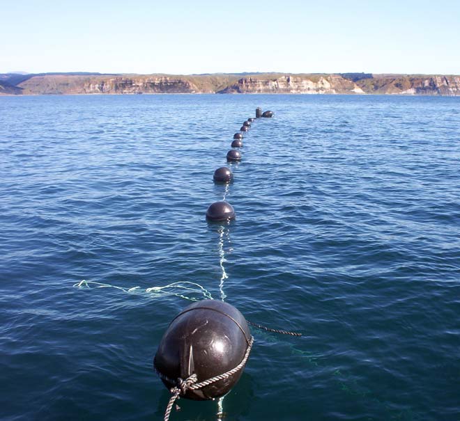 Iwi aquaculture