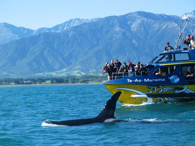 Whale watching