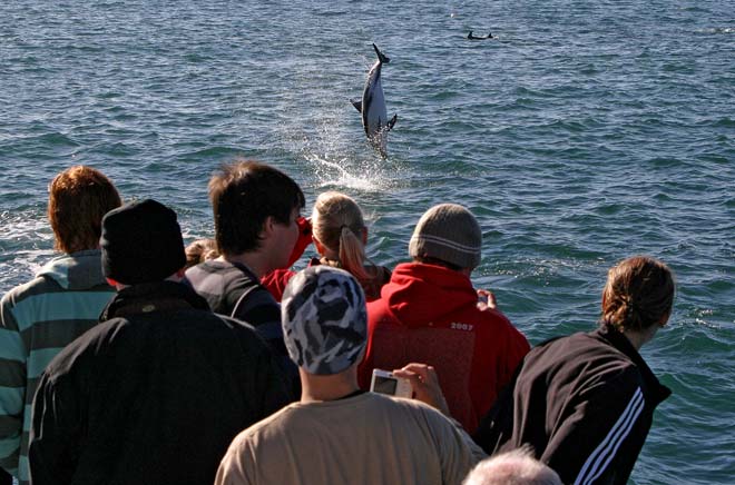 Viewing dolphins
