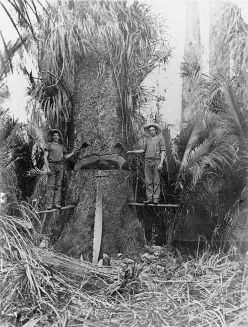 Logging native bush