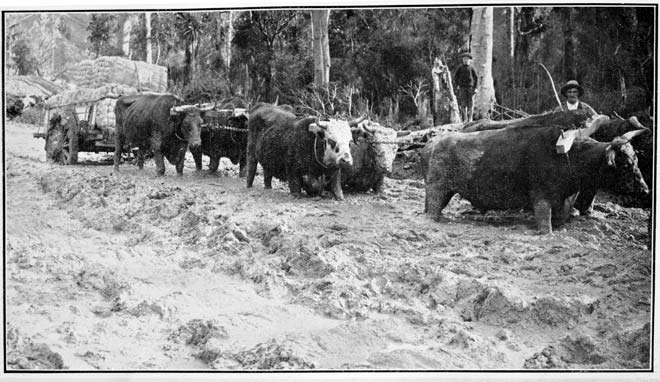 Bullocks pulling cart