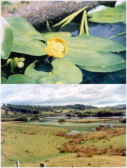 Pest plant