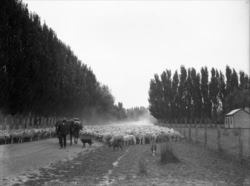 Droving sheep on an unsealed road
