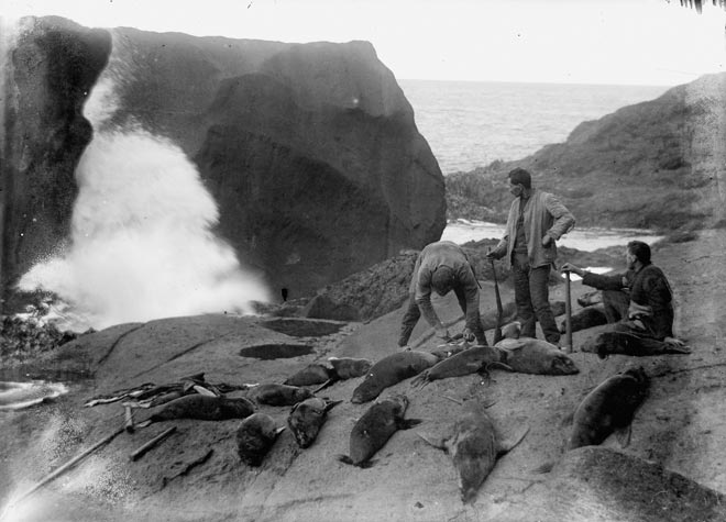 Clubbed seals, Campbell Island