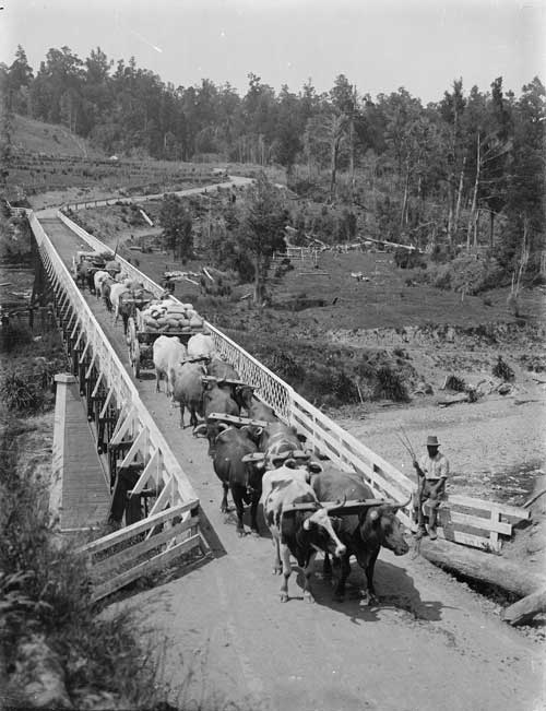 Bullock team