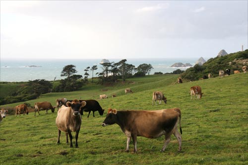 Dairy cattle