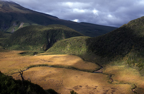 Ahukawakawa swamp