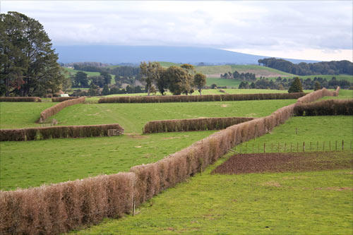 Boxthorn hedges