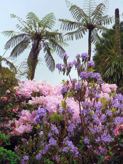 Pukeiti rhododendrons